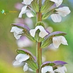 Acanthus flower (Acanthaceae)