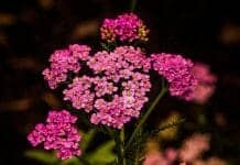 Achillea Flower