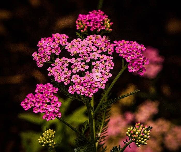 Achillea Flower