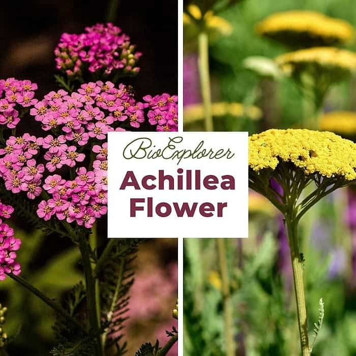 Achillea