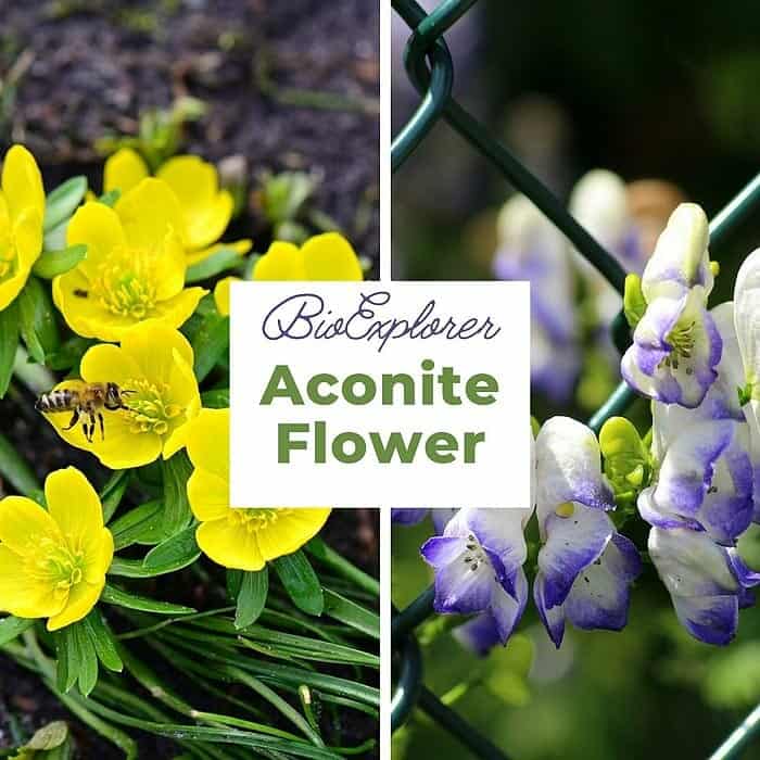 Aconite Flower