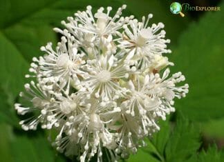 Actaea spicata baneberry