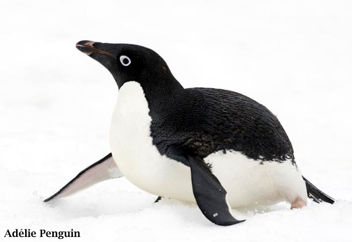 Adelie Penguins Adelie Penguins