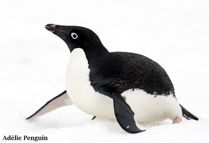 Wildlife Guide: Adélie Penguin Facts