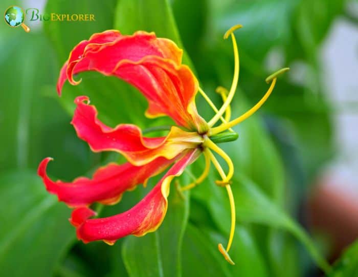 African Flame Lily Flower