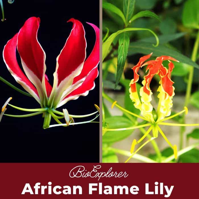 African Flame Lily