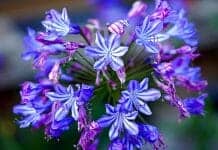 Agapanthus (African Lily Flower)