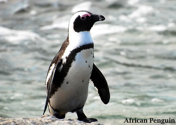 African Penguin