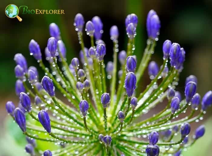 Agapanthus (Lily of the Nile)