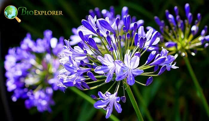 Agapanthus flowers