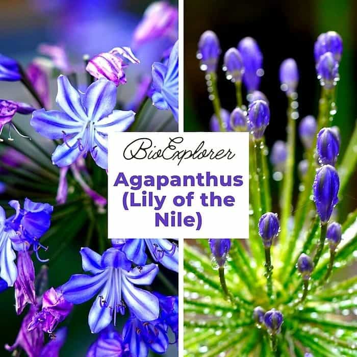 Agapanthus