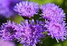 Ageratum (silk flowers)