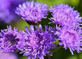 Ageratum (silk flowers)