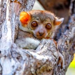 Ahmanson's sportive lemur Ahmanson's sportive lemur
