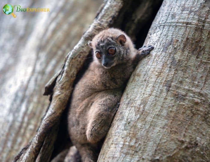 Ahmansons Sportive Lemur Ahmansons Sportive Lemur