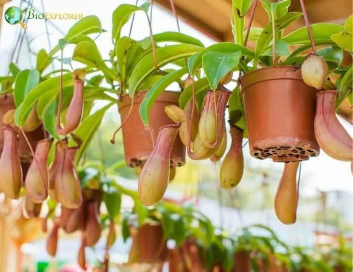 Albany Pitcher Plant Albany Pitcher Plant