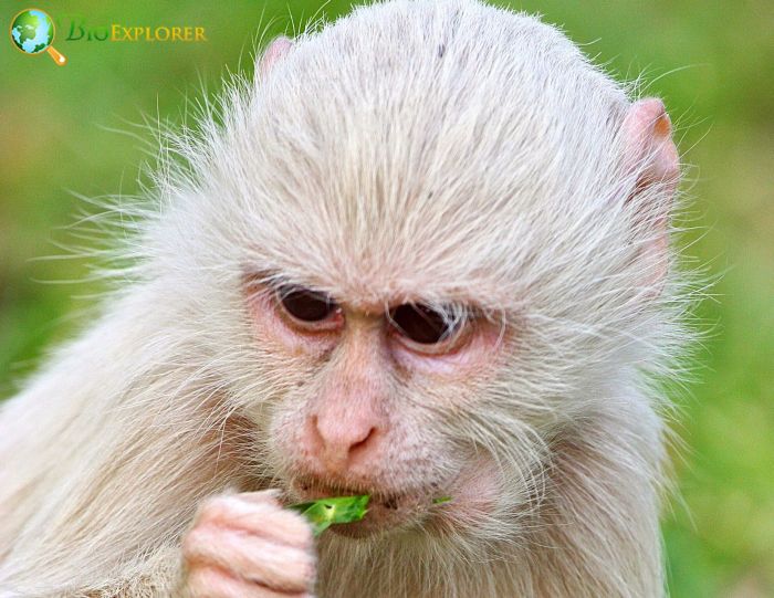 Albinism In Monkeys