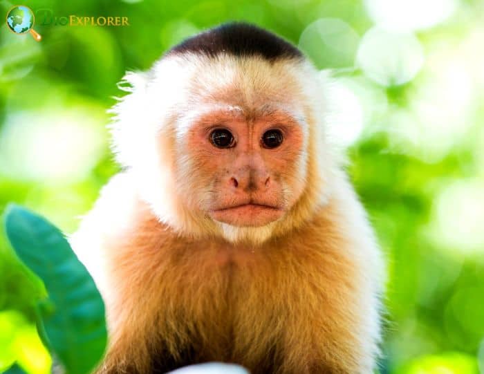 Albino Capuchin Albino Capuchin