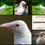 Albino Crows