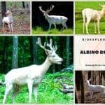Albino Deer: A Rare and Fascinating Genetic Mutation