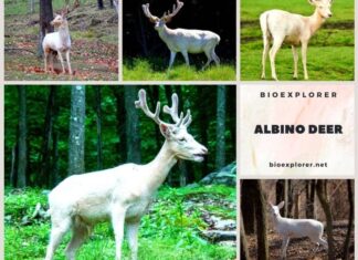 Albino Deer: A Rare and Fascinating Genetic Mutation