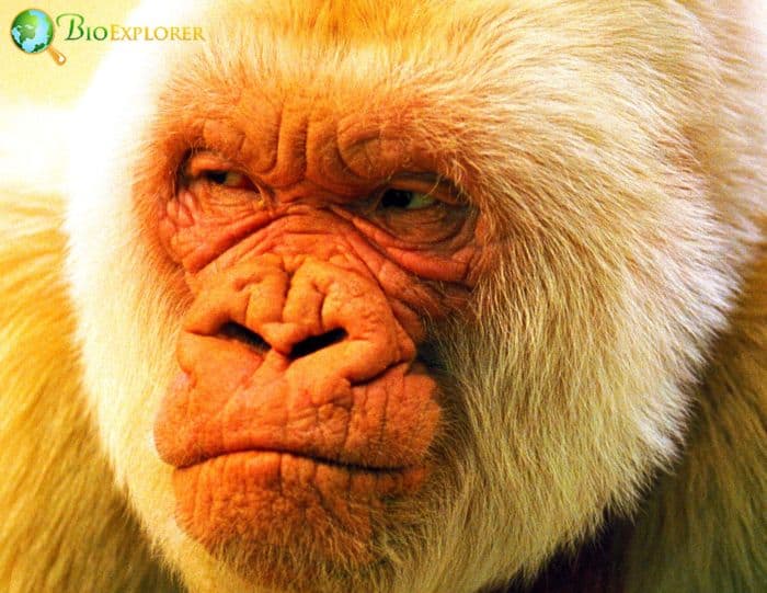 Albino Gorilla Snowflake Albino Gorilla Snowflake