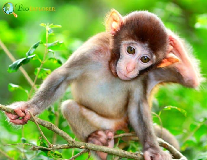 Albino Macaque Albino Macaque