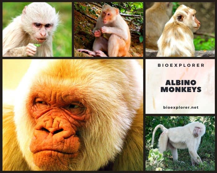 Albino Monkeys