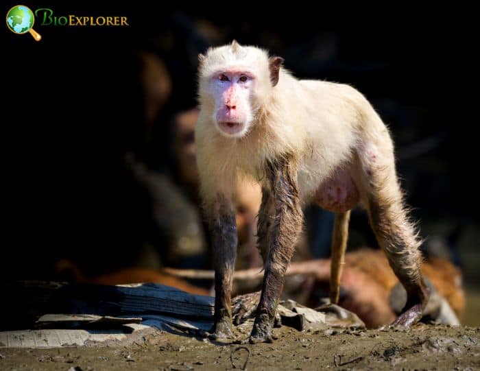 Albino Monkeys In The Wild Albino Monkeys In The Wild
