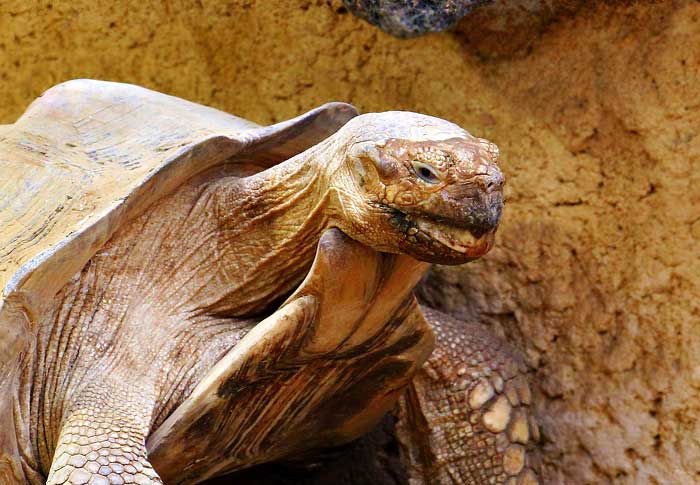 Aldabra Giant Tortoise