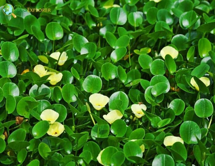 Alismatales Flowers Role In Reproduction Alismatales Flowers Role In Reproduction