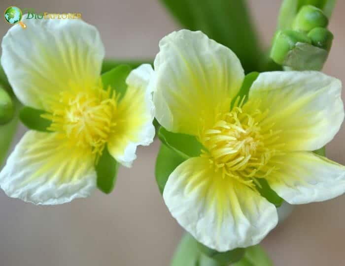 Alismatales Flowers Structure Alismatales Flowers Structure