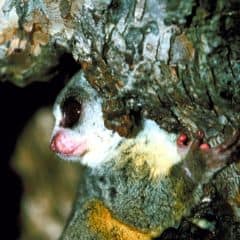 Allen's Galago Allen's Galago
