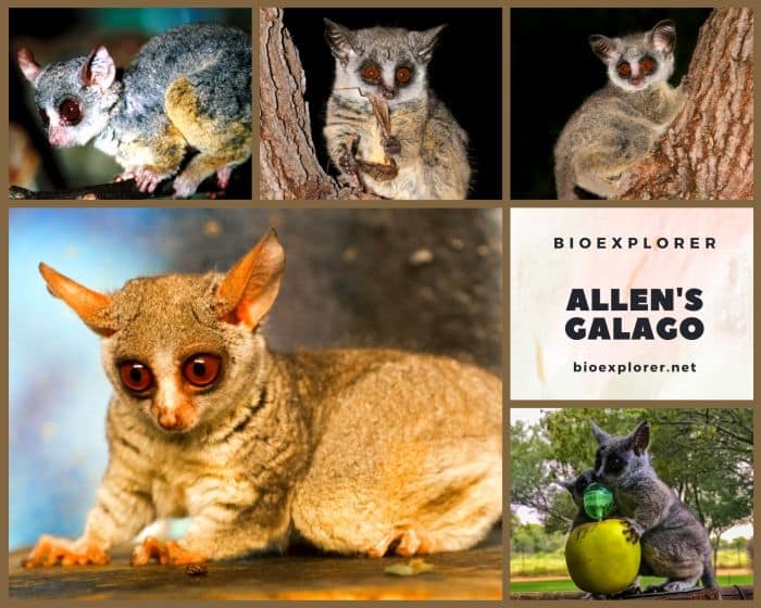 Allen's Galago