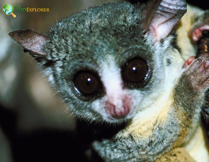 Allen's Galago Allen' Galago