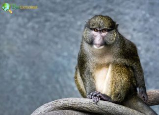 How Many Types of Monkeys Are There in the World?