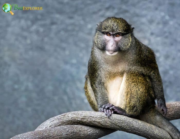 Allen's swamp monkey  Smithsonian's National Zoo and Conservation Biology  Institute