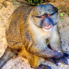 Allen's swamp monkey  Smithsonian's National Zoo and Conservation