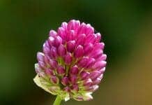 Allium Flower