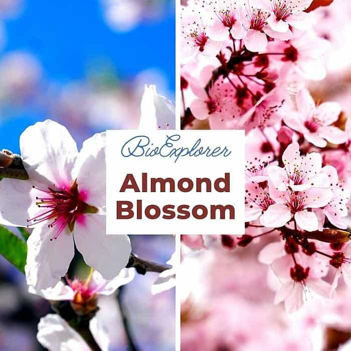 Almond Blossom