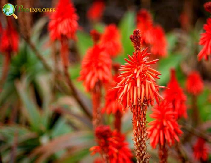 Aloe Arborescens