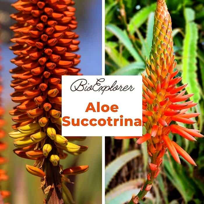 Aloe succotrina