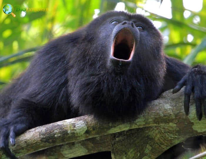 Alouatta Nigerrima Alouatta Nigerrima
