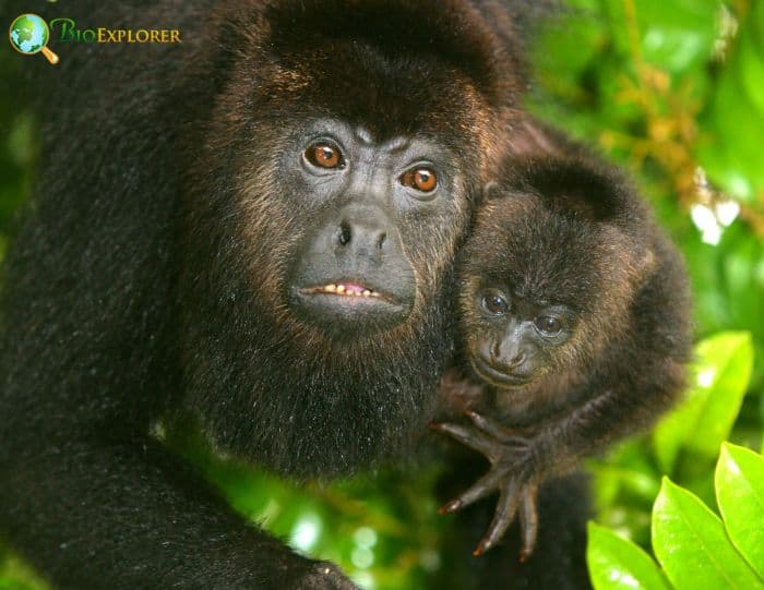 Alouatta Pigra Alouatta Pigra