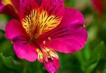 Alstroemeria