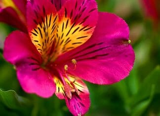 Alstroemeria