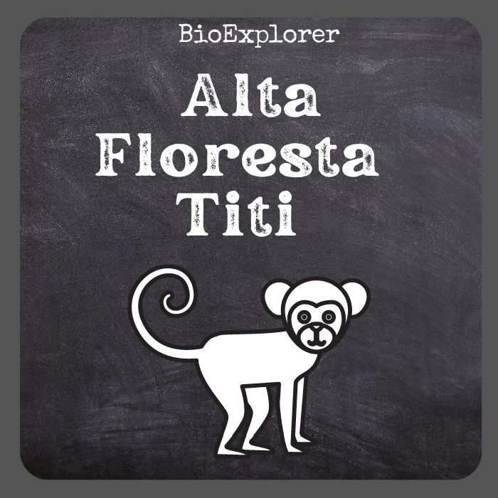 Alta Floresta Titi