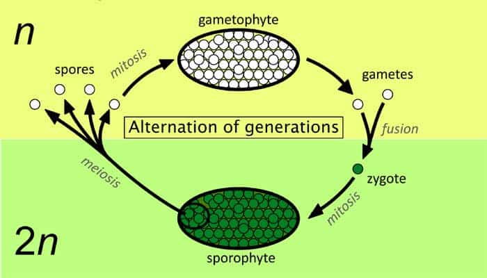 Alternation of Generations Alternation of Generations