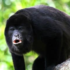 Amazon Black Howler Amazon Black Howler