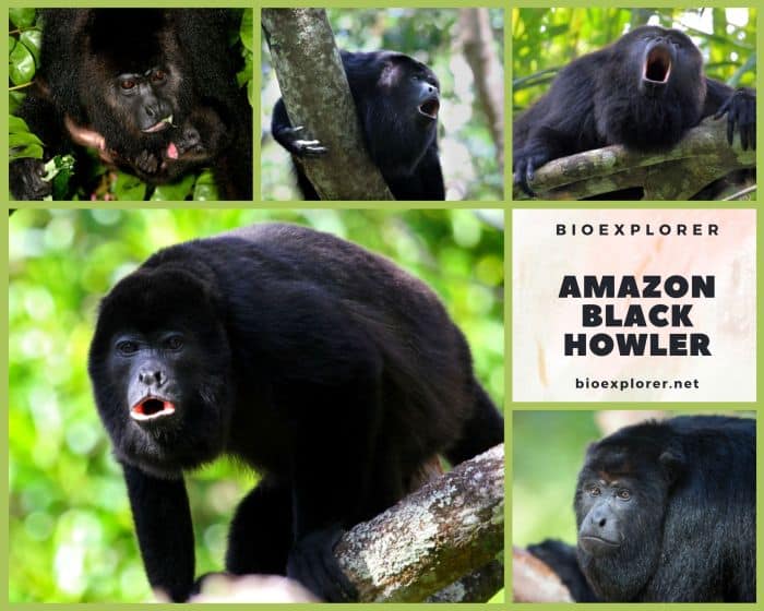 Black Howler Monkey Rainforest Alliance